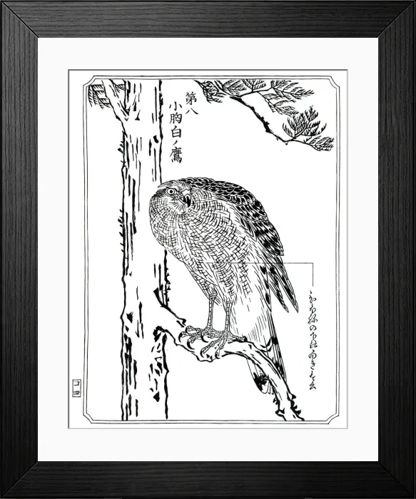 Framed Print : A hawk, 1898. Artist: Kawanabe Kyosai Framed Print : A hawk, 1898. Artist: Kawanabe Kyosai