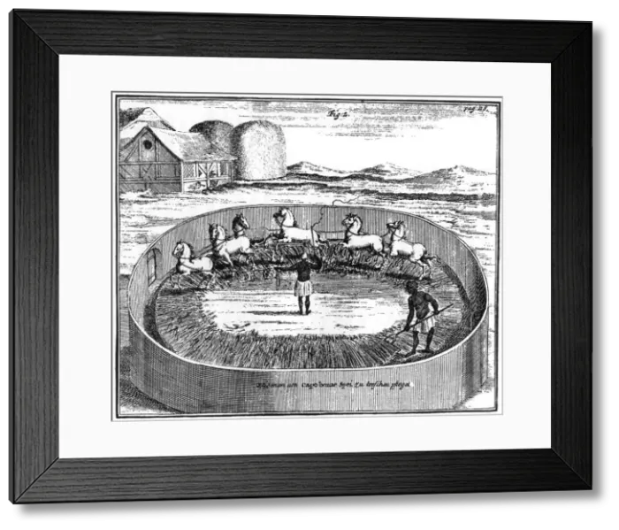 Framed Print : Threshing out the corn, South Africa, 18th century (1931) Framed Print : Threshing out the corn, South Africa, 18th century (1931)