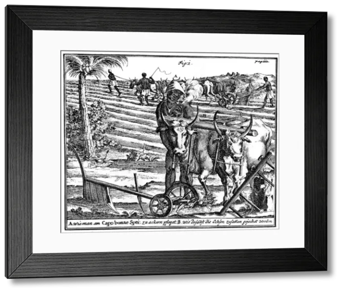 Framed Print : Yoking oxen and ploughing fields, South Africa, 18th century (1931) Framed Print : Yoking oxen and ploughing fields, South Africa, 18th century (1931)