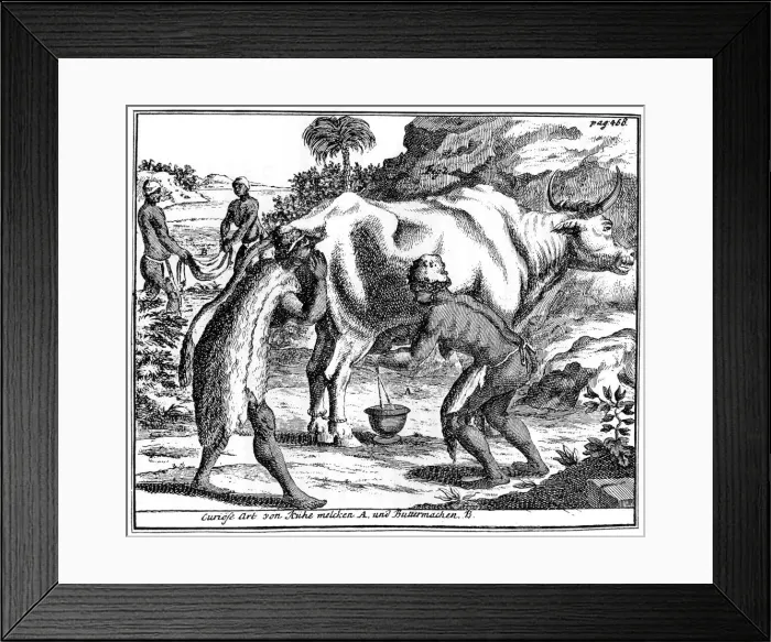 Framed Print : Khoikhois milking cows and making butter, South africa, 18th century (1931) Framed Print : Khoikhois milking cows and making butter, South africa, 18th century (1931)
