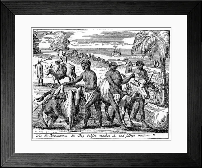 Framed Print : Khoikhois breaking-in oxen, South Africa, 18th century (1931) Framed Print : Khoikhois breaking-in oxen, South Africa, 18th century (1931)