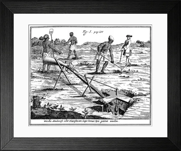 Framed Print : Khoikhois catching moles, South Africa, 18th century (1931) Framed Print : Khoikhois catching moles, South Africa, 18th century (1931)