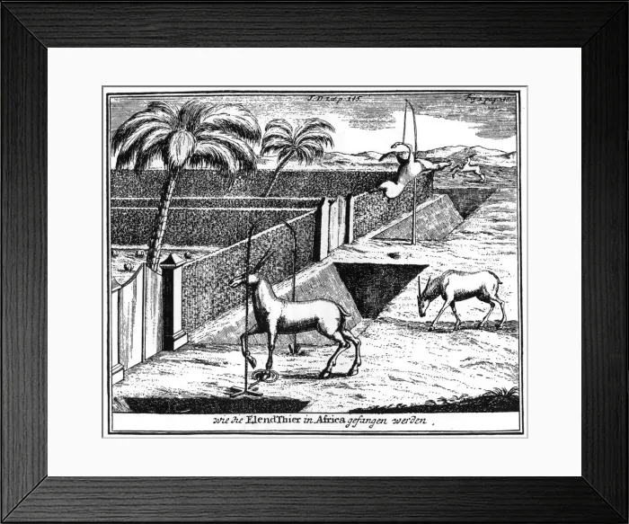 Framed Print : Khoikhois trapping antelope, South Africa, 18th century (1931) Framed Print : Khoikhois trapping antelope, South Africa, 18th century (1931)