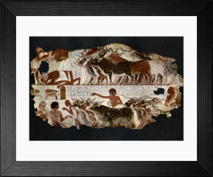 Framed Print : Herds of cattle from the time of the 18th Dynasty, Egypt, c1400 BC (1936) Framed Print : Herds of cattle from the time of the 18th Dynasty, Egypt, c1400 BC (1936)