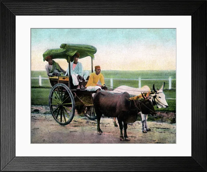 Framed Print : A Bombay reckla, India, early 20th century Framed Print : A Bombay reckla, India, early 20th century