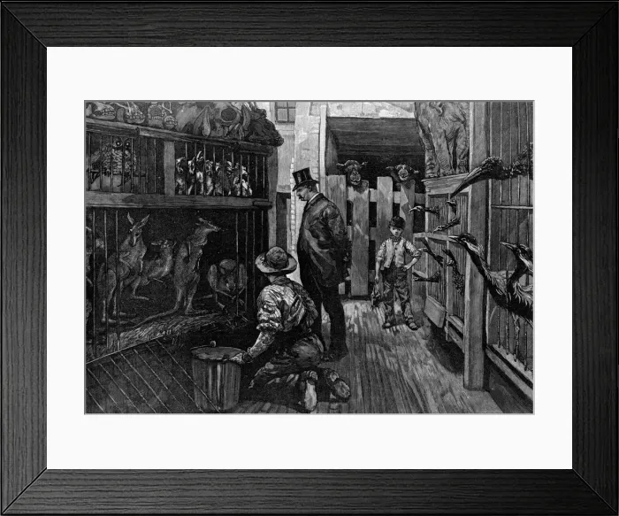 Framed Print : At Jamrachs, London, 1887