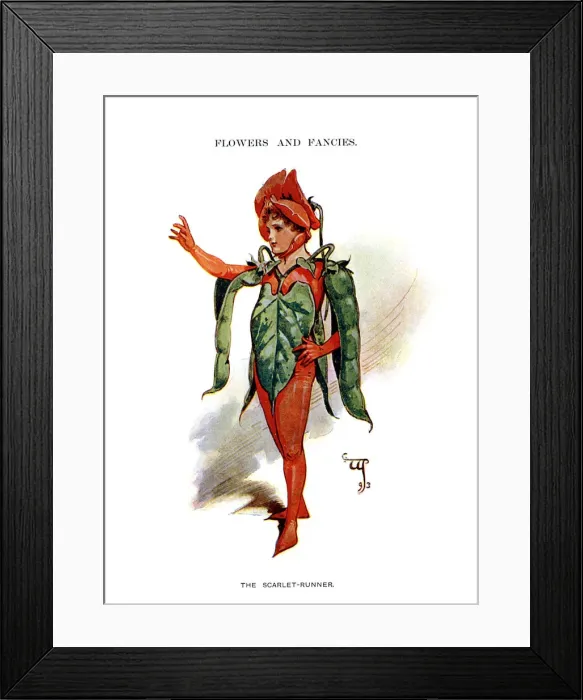 Framed Print : The Scarlet Runner, 1899 Framed Print : The Scarlet Runner, 1899