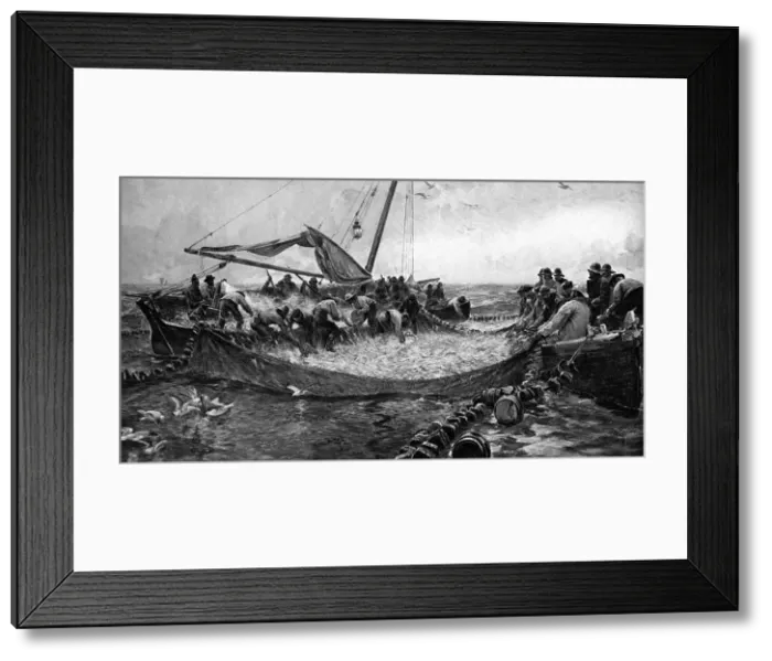 Framed Print : Pilchards, 1900 Framed Print : Pilchards, 1900