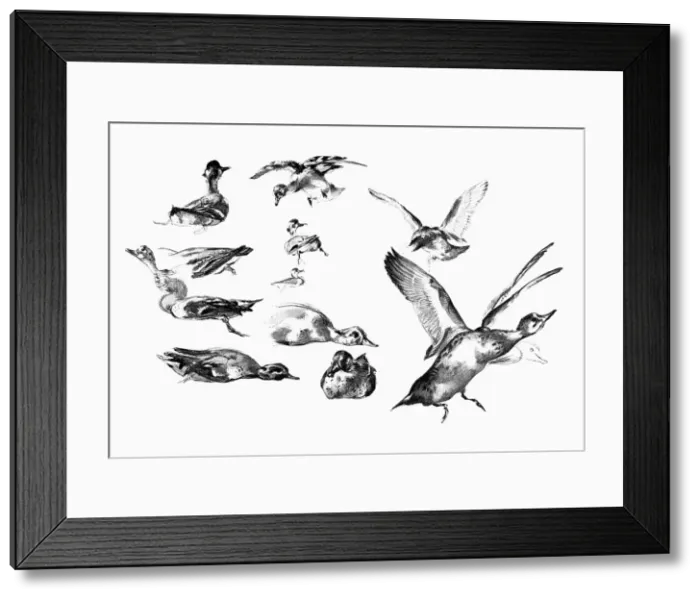 Framed Print : Wild Ducks, 1901 Framed Print : Wild Ducks, 1901