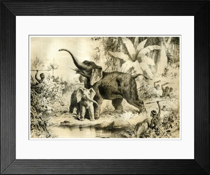 Framed Print : Natives Spearing an Elephant, 1883 Framed Print : Natives Spearing an Elephant, 1883