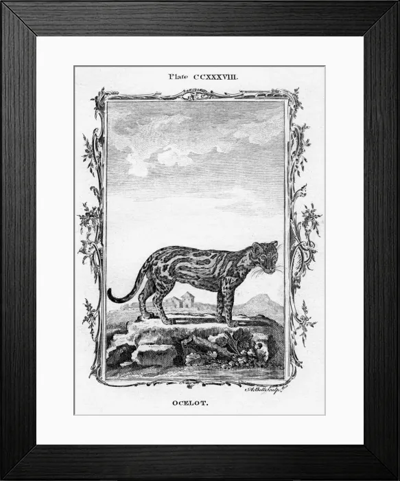 Framed Print : Ocelot. Artist: A Bell Framed Print : Ocelot. Artist: A Bell