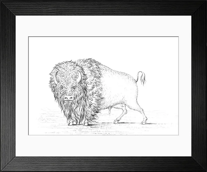 Framed Print : Buffalo, 1841. Artist: Myers and Co Framed Print : Buffalo, 1841. Artist: Myers and Co