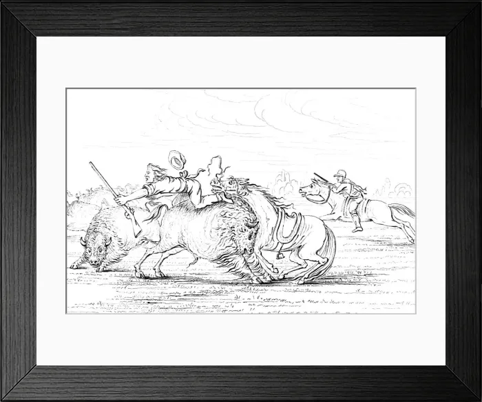 Framed Print : Buffalo attacking a cowboy on a horse, 1841. Artist: Myers and Co Framed Print : Buffalo attacking a cowboy on a horse, 1841. Artist: Myers and Co