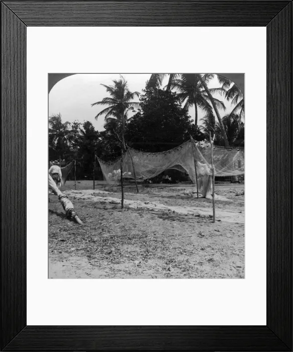 Framed Print : Fishermen drying their nets on the beach, Basseterre, St Christopher, West Indies. Artist: HC White Framed Print : Fishermen drying their nets on the beach, Basseterre, St Christopher, West Indies. Artist: HC White