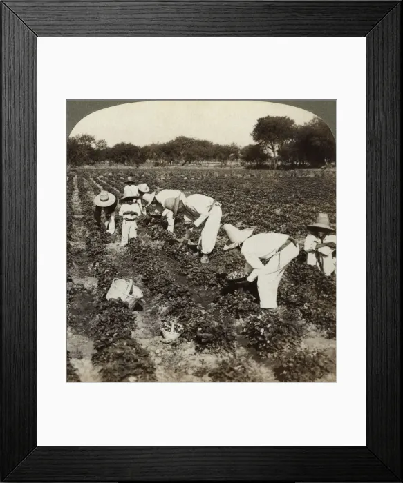 Framed Print : Strawberry field, Irapuato, Mexico. Artist: Underwood & Underwood Framed Print : Strawberry field, Irapuato, Mexico. Artist: Underwood & Underwood