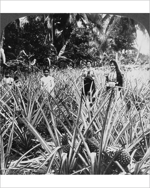 Pineapple fields, Mayaguez, Puerto Rico. Artist: Underwood & Underwood