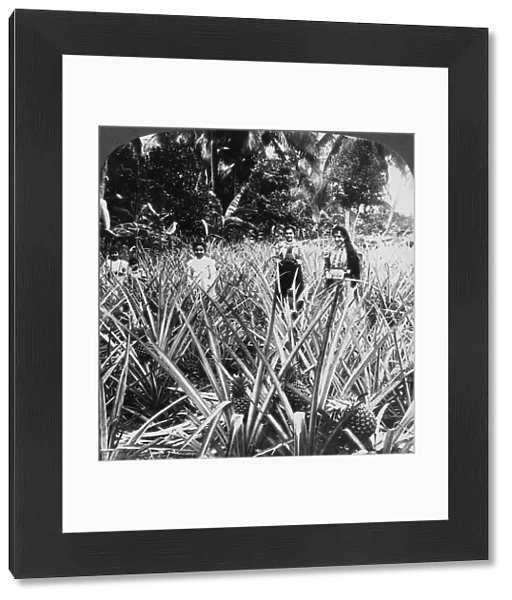 Pineapple fields, Mayaguez, Puerto Rico. Artist: Underwood & Underwood