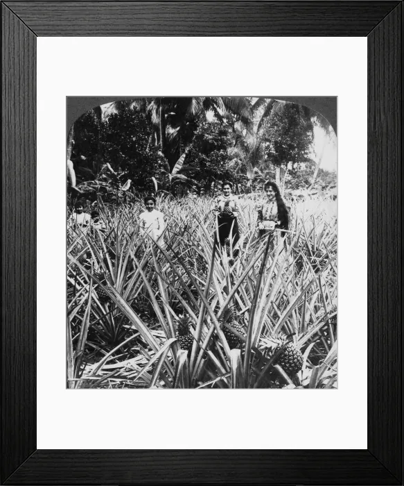 Framed Print : Pineapple fields, Mayaguez, Puerto Rico. Artist: Underwood & Underwood Framed Print : Pineapple fields, Mayaguez, Puerto Rico. Artist: Underwood & Underwood