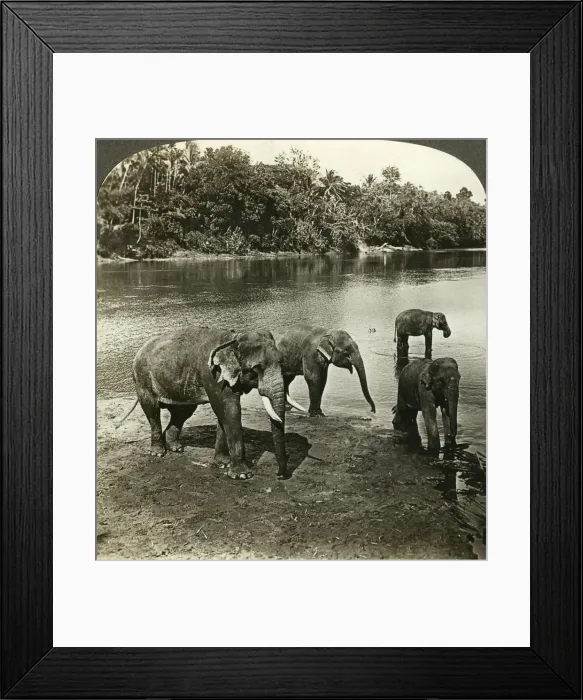 Framed Print : Elephants, Sri Lanka (Ceylon). Artist: Underwood & Underwood Framed Print : Elephants, Sri Lanka (Ceylon). Artist: Underwood & Underwood