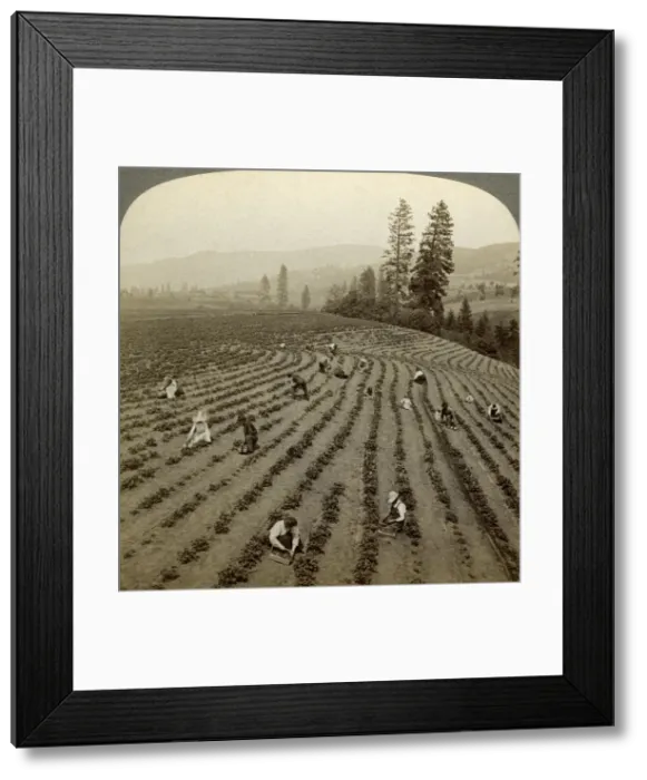 Framed Print : Strawberry picking, Cedar Creek Farm, Hood River Valley, Oregon, USA. Artist: Underwood & Underwood Framed Print : Strawberry picking, Cedar Creek Farm, Hood River Valley, Oregon, USA. Artist: Underwood & Underwood