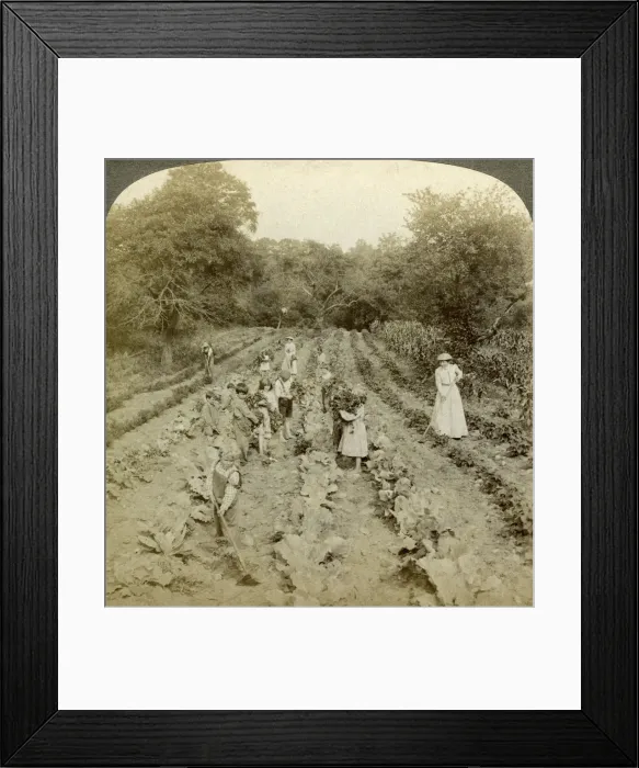 Framed Print : Children working in a vegetable garden, Salvation Army Home, Spring Valley, New York, USA. Artist: Underwood & Underwood Framed Print : Children working in a vegetable garden, Salvation Army Home, Spring Valley, New York, USA. Artist: Underwood & Underwood