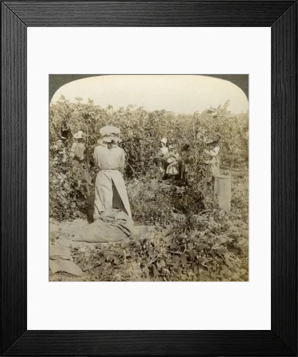 Framed Print : Hop picking, Eugene, Oregon, USA. Artist: Underwood & Underwood Framed Print : Hop picking, Eugene, Oregon, USA. Artist: Underwood & Underwood