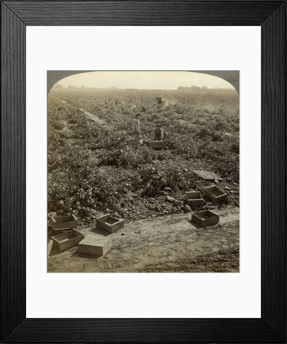 Framed Print : Drying raisins, Fresno, San Joaquin Valley, California, USA. Artist: Underwood & Underwood Framed Print : Drying raisins, Fresno, San Joaquin Valley, California, USA. Artist: Underwood & Underwood
