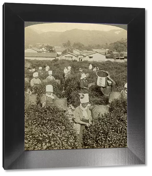 Girls picking tea, Uji, Japan. Artist: Underwood & Underwood