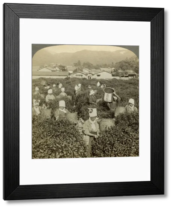 Framed Print : Girls picking tea, Uji, Japan. Artist: Underwood & Underwood Framed Print : Girls picking tea, Uji, Japan. Artist: Underwood & Underwood