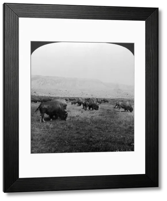 Framed Print : Buffalo, Yellowstone National Park, USA. Artist: HC White Framed Print : Buffalo, Yellowstone National Park, USA. Artist: HC White