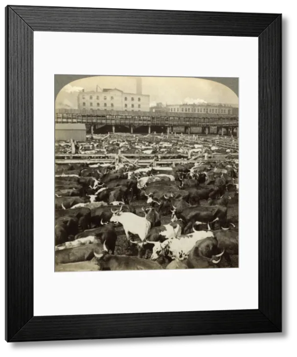 Framed Print : Cattle, Great Union Stock Yards, Chicago, Illinois, USA. Artist: Underwood & Underwood Framed Print : Cattle, Great Union Stock Yards, Chicago, Illinois, USA. Artist: Underwood & Underwood