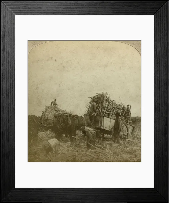 Framed Print : Loading cane, sugar plantation, Louisiana, USA. Artist: Underwood & Underwood Framed Print : Loading cane, sugar plantation, Louisiana, USA. Artist: Underwood & Underwood