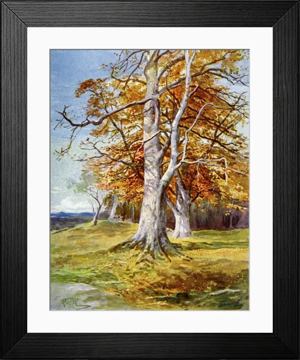 Framed Print : Beech Tree, Autumn, 1900 Framed Print : Beech Tree, Autumn, 1900