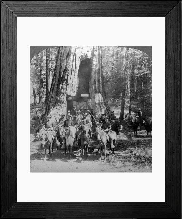 Framed Print : Cavalry passing through the great tree California, California, USA. Artist: Underwood & Underwood Framed Print : Cavalry passing through the great tree California, California, USA. Artist: Underwood & Underwood