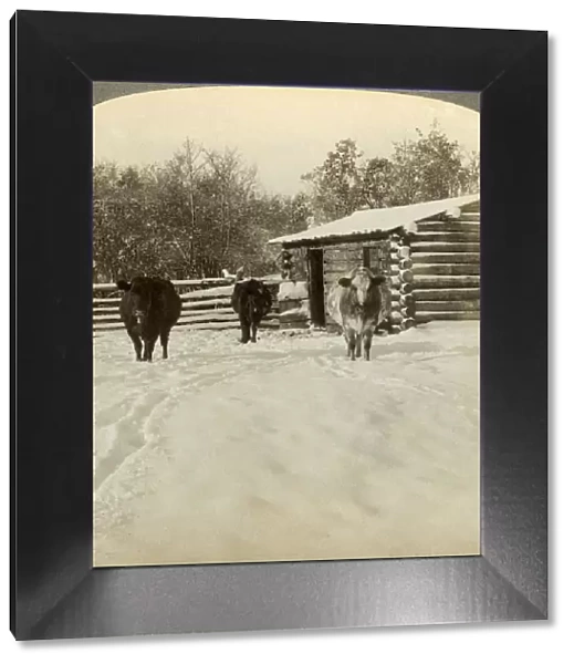 Winter on a ranch, Montana, USA. Artist: Underwood & Underwood