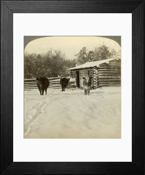 Framed Print : Winter on a ranch, Montana, USA. Artist: Underwood & Underwood Framed Print : Winter on a ranch, Montana, USA. Artist: Underwood & Underwood