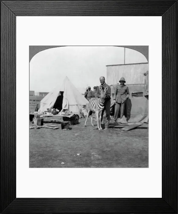 Framed Print : South African gunners with their pet zebra, East Africa, World War I, 1914-1918. Artist: Realistic Travels Publishers Framed Print : South African gunners with their pet zebra, East Africa, World War I, 1914-1918. Artist: Realistic Travels Publishers