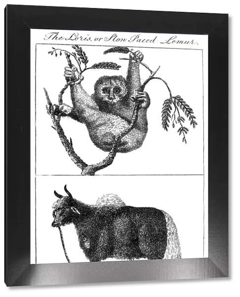 A loris and a yak, 1799