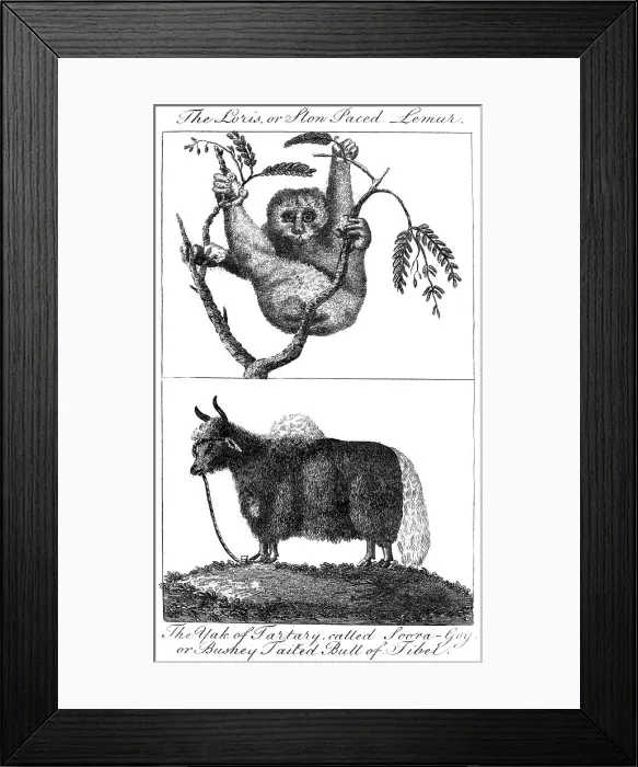Framed Print : A loris and a yak, 1799 Framed Print : A loris and a yak, 1799