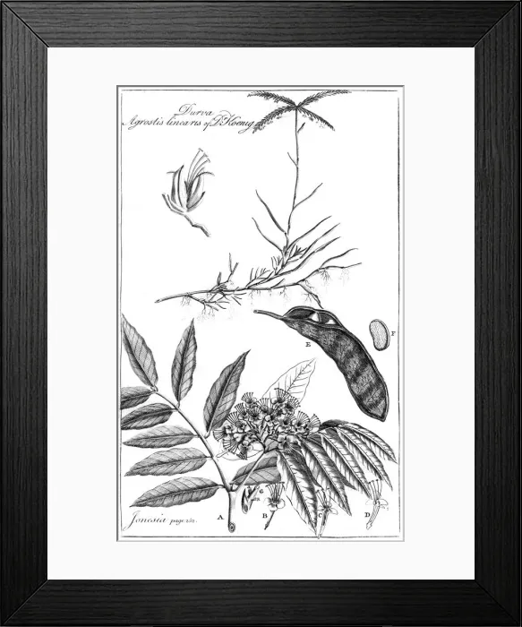 Framed Print : Durva Agrostis Linearis of Dr Koenig, 1799 Framed Print : Durva Agrostis Linearis of Dr Koenig, 1799