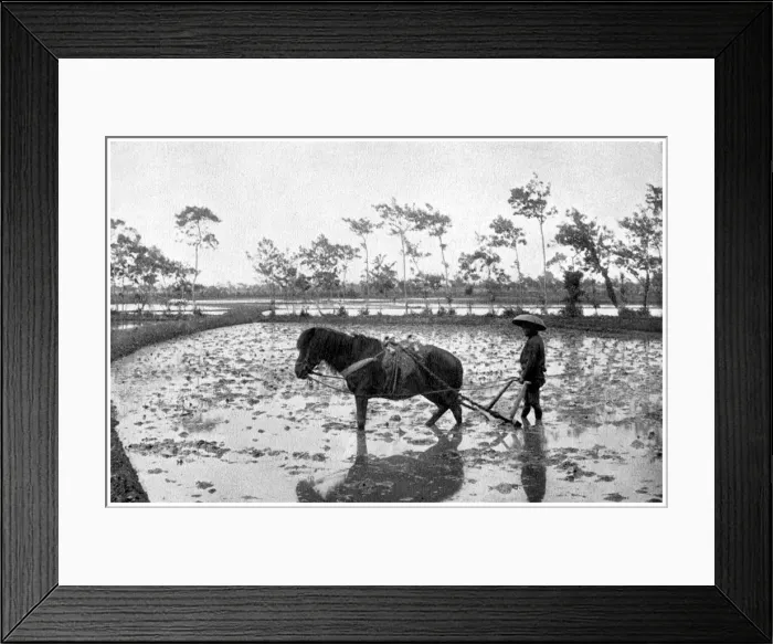 Framed Print : Raking a rice field, Japan, 1904 Framed Print : Raking a rice field, Japan, 1904