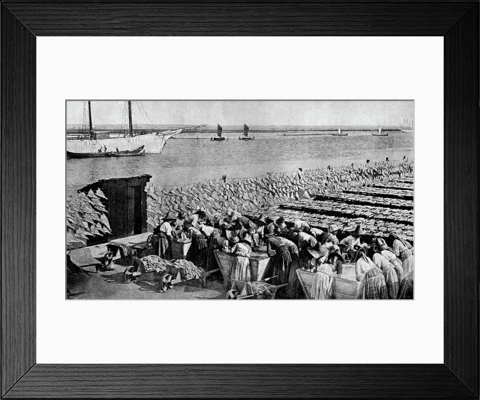 Framed Print : Quantities of codfish drying in the sun at Aveiro by the mouth of the Vouga, Portugal, c1930s. Artist: AW Cutler Framed Print : Quantities of codfish drying in the sun at Aveiro by the mouth of the Vouga, Portugal, c1930s. Artist: AW Cutler