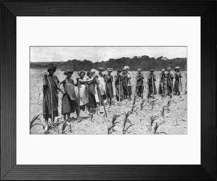 Framed Print : Women hoeing a field of maize, South Africa, c1923 Framed Print : Women hoeing a field of maize, South Africa, c1923