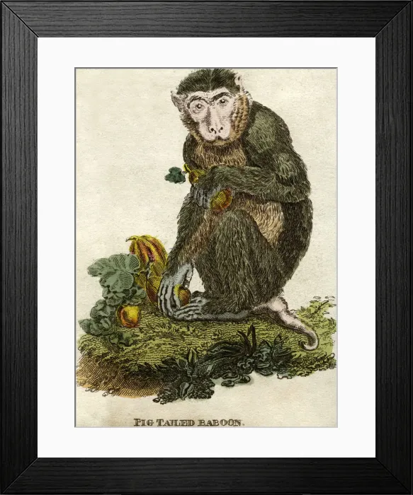 Framed Print : Pig tailed baboon Framed Print : Pig tailed baboon