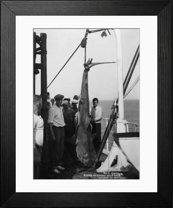 Framed Print : Shark on board the cruise ship Atlantis, caught off Bathurst, Gambia, 20th century Framed Print : Shark on board the cruise ship Atlantis, caught off Bathurst, Gambia, 20th century