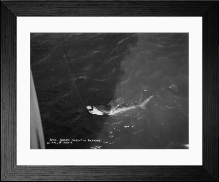 Framed Print : Shark caught by the cruise ship Atlantis, off Bathurst, Gambia, 20th century Framed Print : Shark caught by the cruise ship Atlantis, off Bathurst, Gambia, 20th century