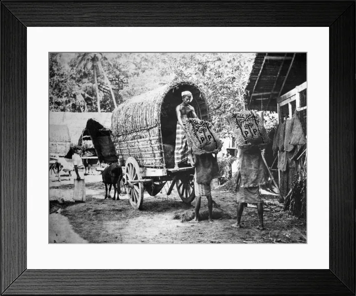 Framed Print : Coconut production, India, 20th century Framed Print : Coconut production, India, 20th century