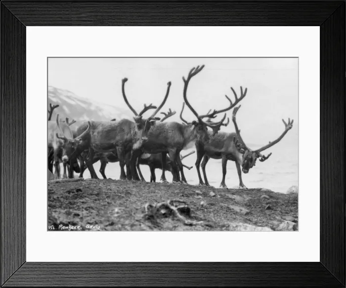 Framed Print : Reindeer, Grotli, Norway, 1929 Framed Print : Reindeer, Grotli, Norway, 1929
