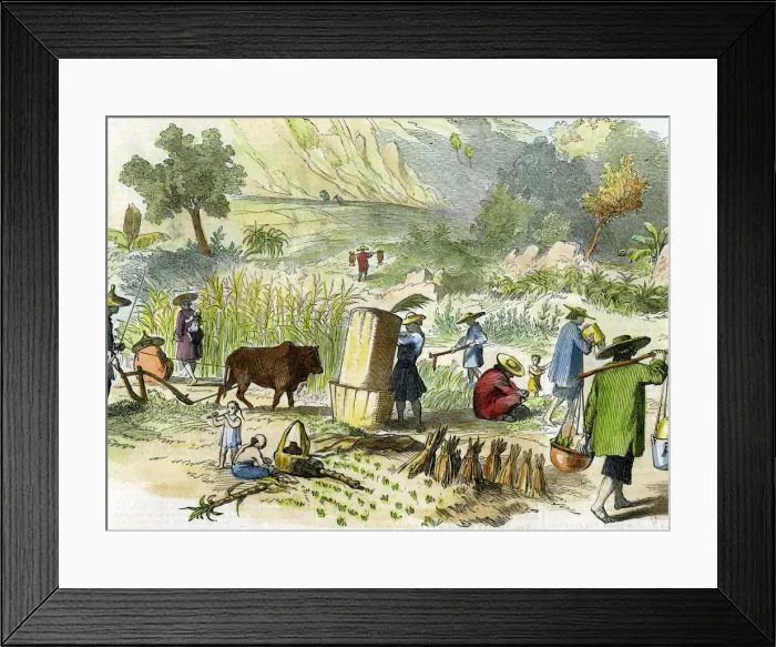 Framed Print : Chinese harvest, Hong Kong, c1875 Framed Print : Chinese harvest, Hong Kong, c1875