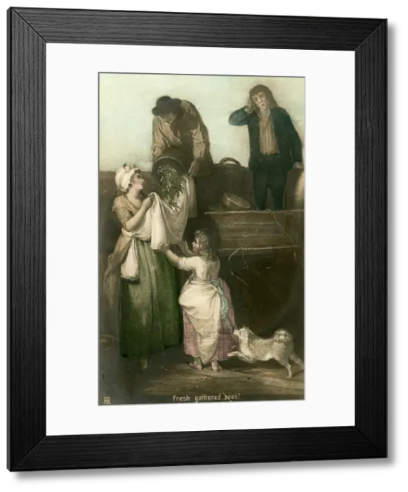 Framed Print : Fresh gathered peas. Artist: Rotophot Framed Print : Fresh gathered peas. Artist: Rotophot